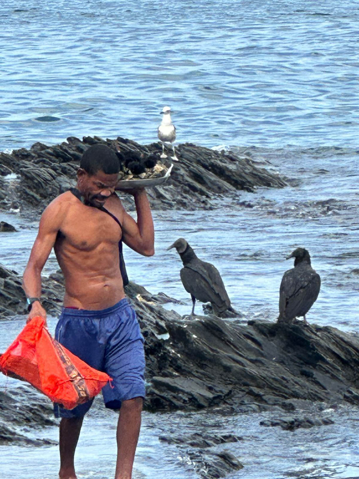 Pescador a regressar das rochas junto ao mar com o marisco recolhido, observado por uma gaivota e dois urubus.